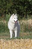 SIBERIAN HUSKY 021